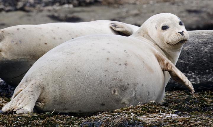 Harbor Seal 1671.jpg